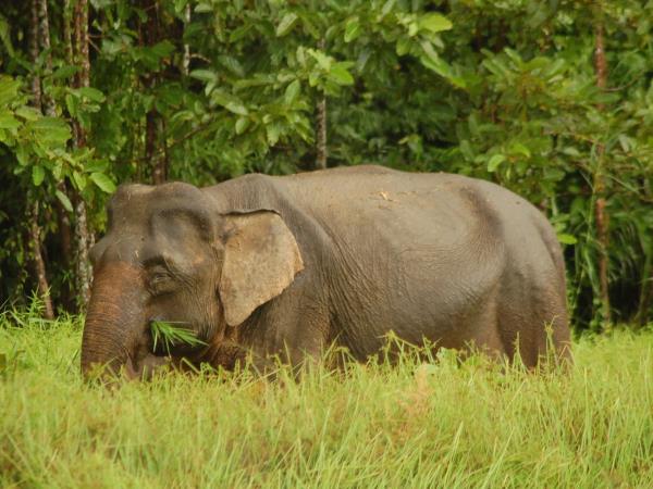 Clouded Leopards and rare mammals in Borneo tour