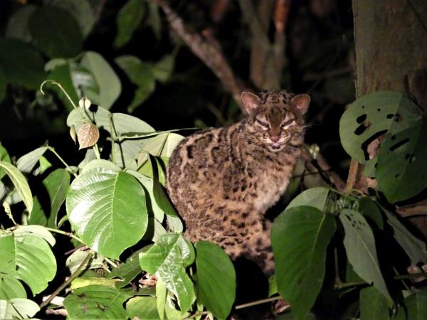 Clouded Leopards and rare mammals in Borneo tour