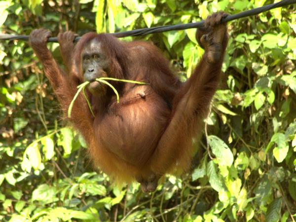 Clouded Leopards and rare mammals in Borneo tour
