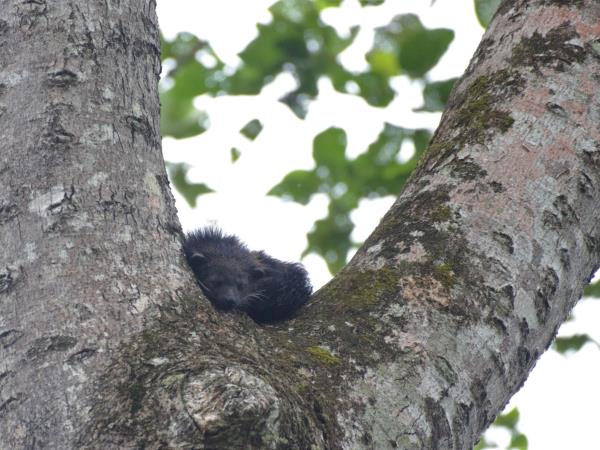 Clouded Leopards and rare mammals in Borneo tour