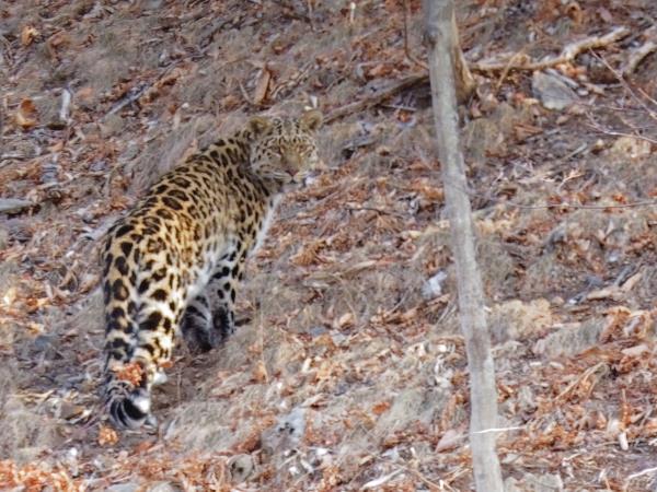 Amur leopard photography tour in Russia