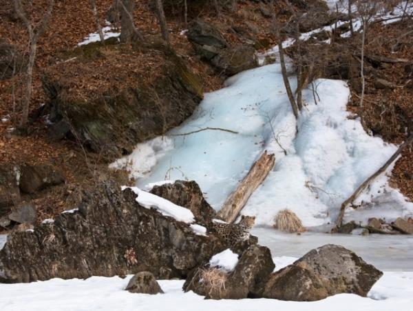 Amur leopard photography tour in Russia