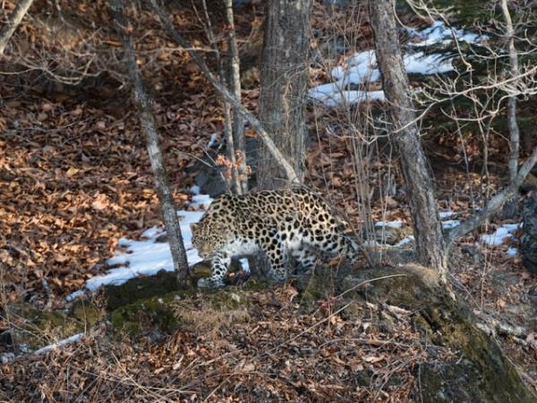 Amur leopard photography tour in Russia