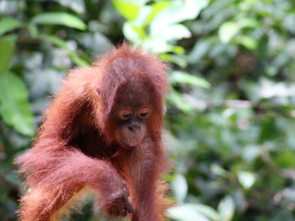 Indonesia vacation, orangutans and culture