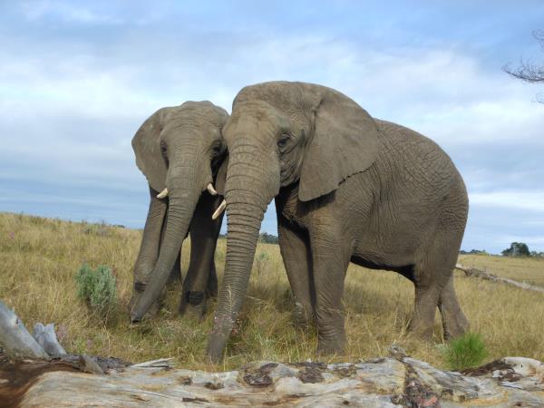 Volunteering with Elephants in South Africa