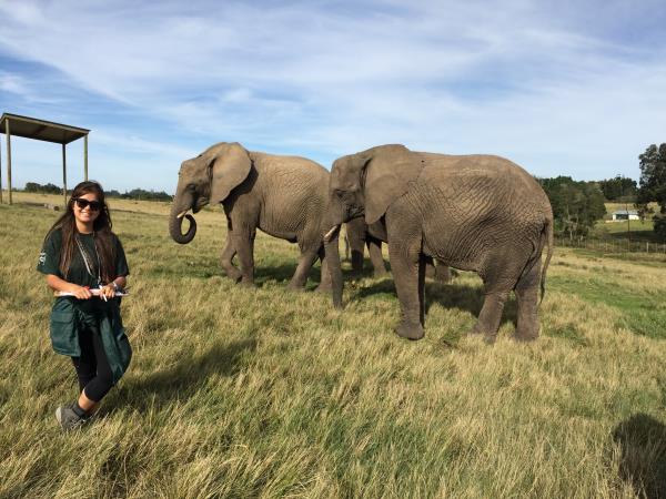 Volunteering with Elephants in South Africa