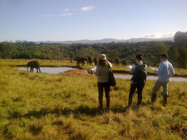 Volunteering with Elephants in South Africa