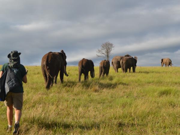 Volunteering with Elephants in South Africa