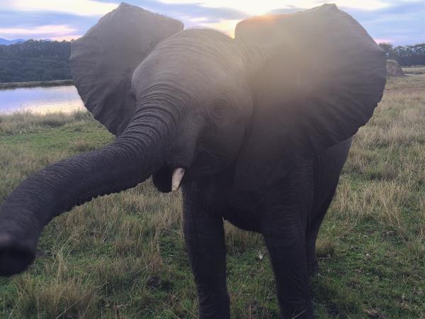 Volunteering with Elephants in South Africa