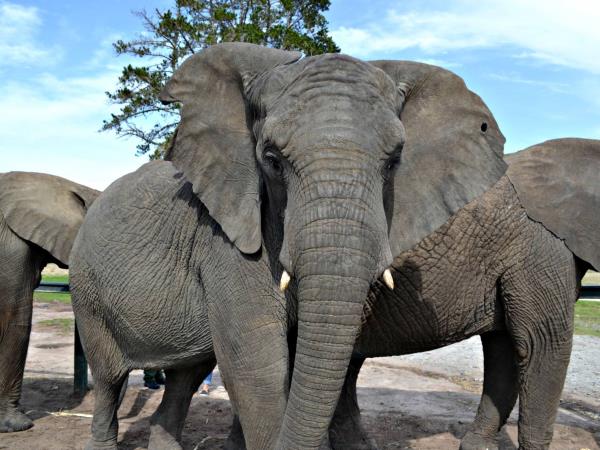 Volunteering with Elephants in South Africa