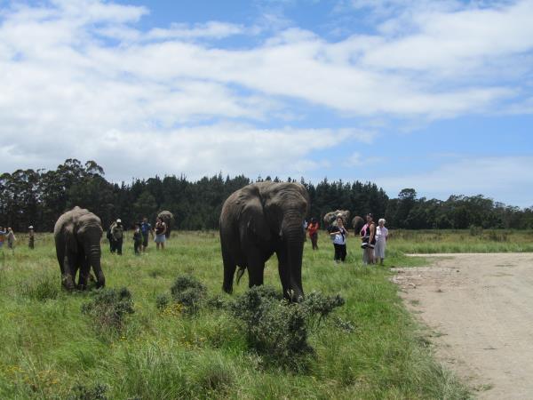 Volunteering with Elephants in South Africa