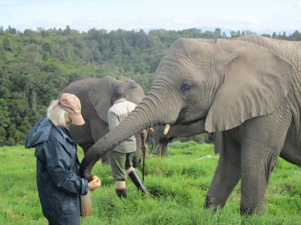 Volunteering with Elephants in South Africa