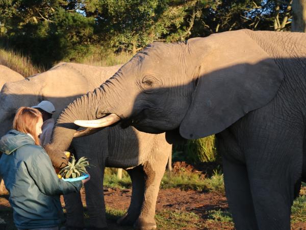 Volunteering with Elephants in South Africa