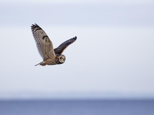 Scotland winter wildlife vacation