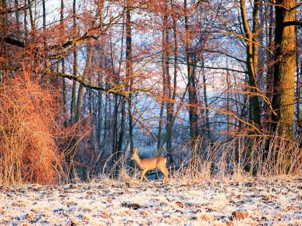 Scotland winter wildlife vacation