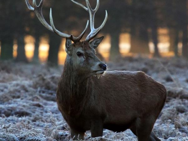 Scotland winter wildlife vacation