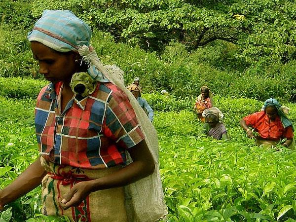 Sri Lanka family tours