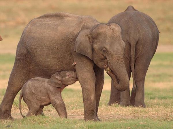 Sri Lanka family tours