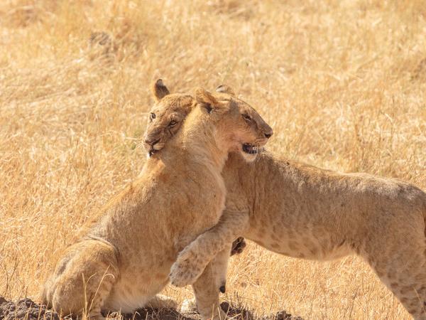 Kenya family small group vacation