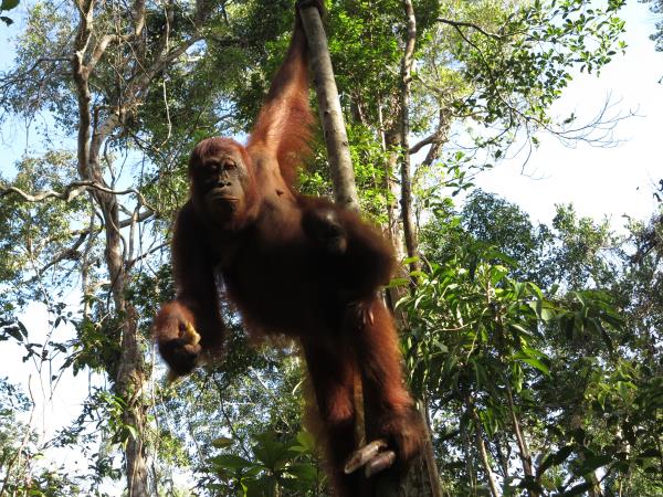 Indonesia highlights holiday
