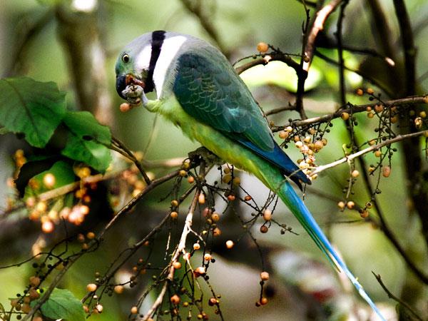 Western Ghats and Sri Lanka bird watching Holidays