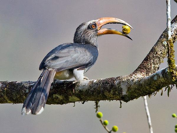 Western Ghats and Sri Lanka bird watching Holidays