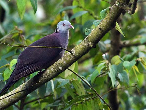 Western Ghats and Sri Lanka bird watching Holidays