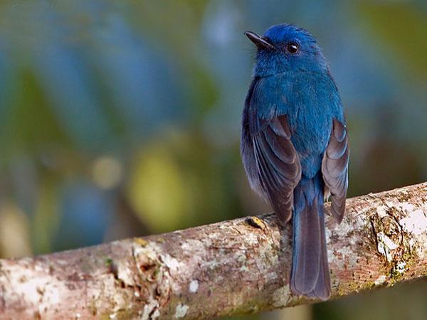 Western Ghats and Sri Lanka bird watching Holidays