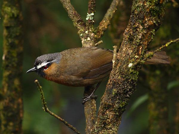 Western Ghats and Sri Lanka bird watching Holidays