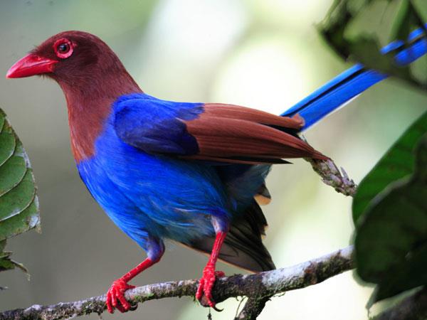 Western Ghats and Sri Lanka bird watching Holidays