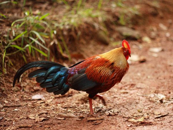 Western Ghats and Sri Lanka bird watching Holidays