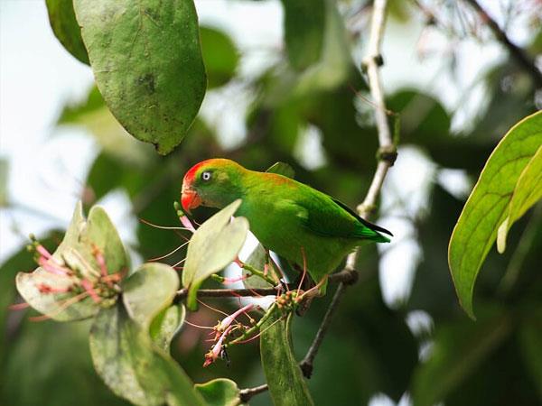 Western Ghats and Sri Lanka bird watching Holidays