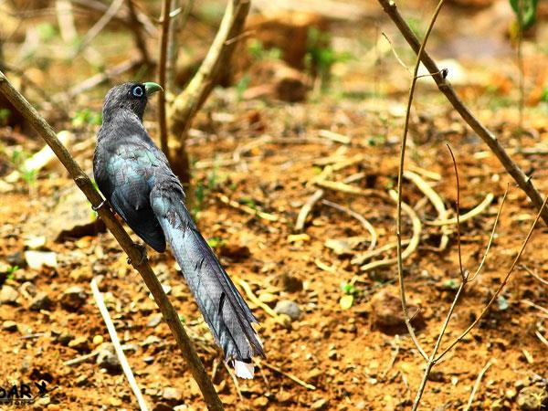 Western Ghats and Sri Lanka bird watching Holidays