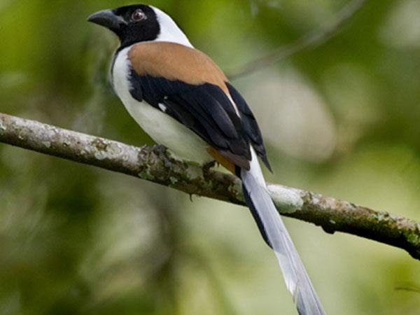 Western Ghats and Sri Lanka bird watching Holidays