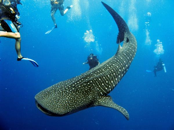 Reef conservation volunteering in Belize