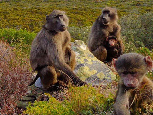 Cape Town walking vacation