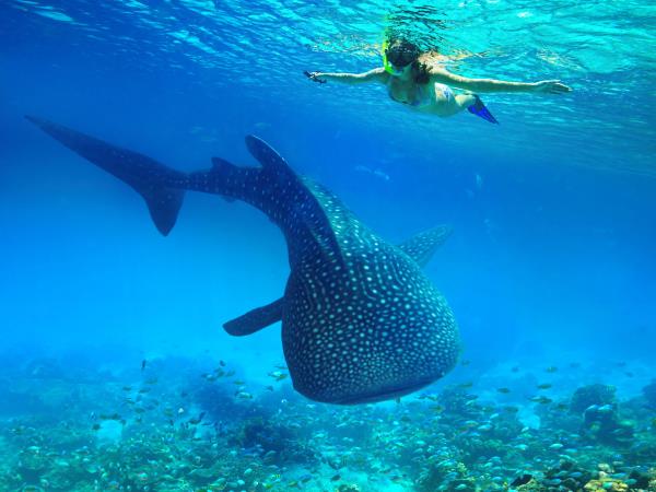 Tanzania Safari and beach holiday
