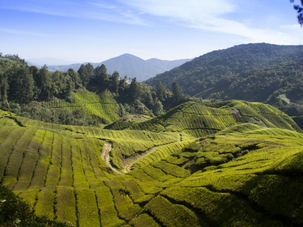 Tailor made Malaysia vacations