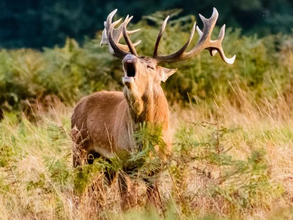 The Cairngorms wildlife holiday in Scotland