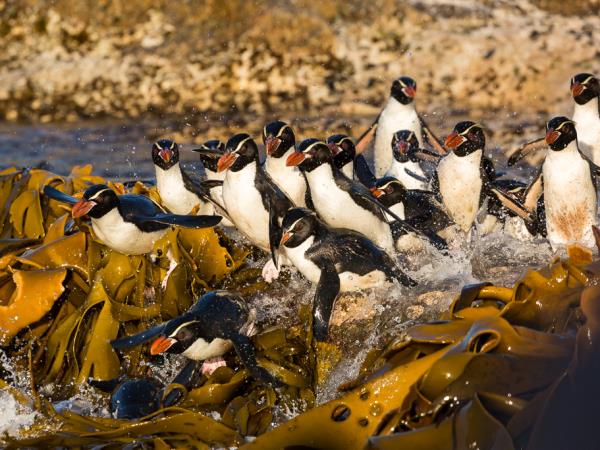 New Zealand wildest Island cruise, inc Stewart Island