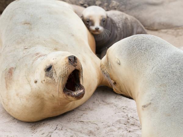 New Zealand wildest Island cruise, inc Stewart Island