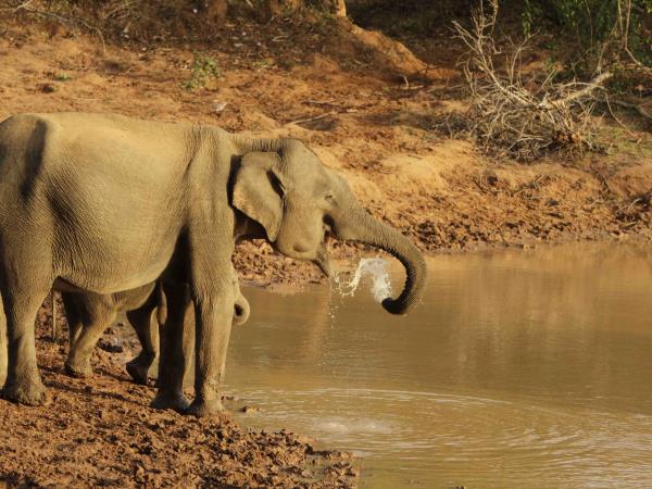 Sri Lanka culture and wildlife holiday