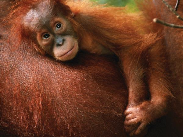 Highlights of Indonesia small group tour