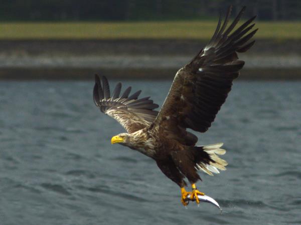 Whisky and wildlife sailing holiday in Scotland