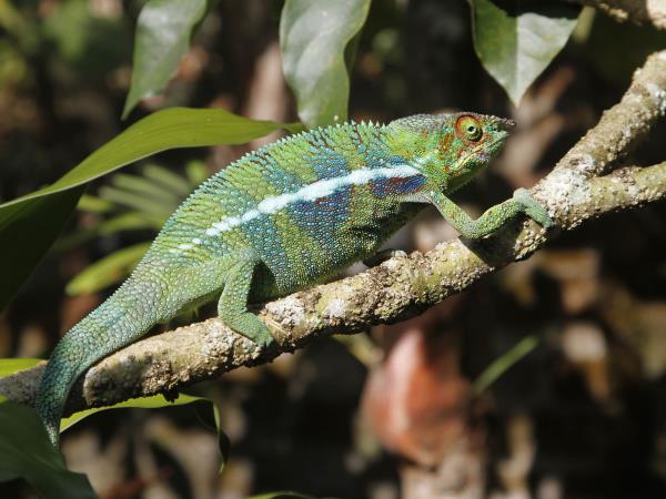 Madagascar wildlife small group tour