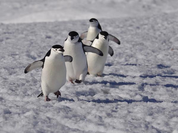 Classic Antarctica cruise & South Shetland Islands