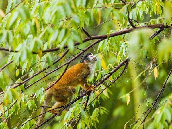 Costa Rica conservation tour, tailormade