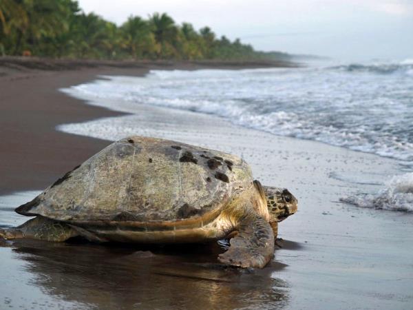 Costa Rica conservation tour, tailormade