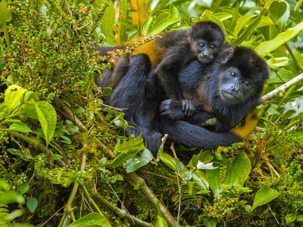 Costa Rica conservation tour, tailormade