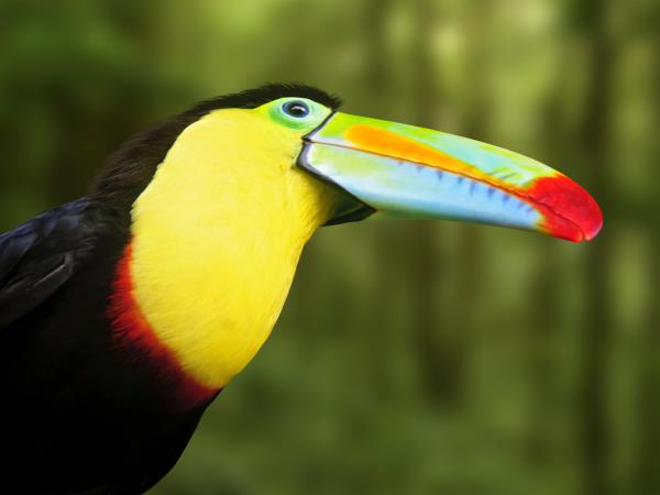 Costa Rica conservation tour, tailormade